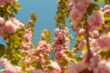 Gökyüzüne karşı pembe kiraz çiçeğinin yakın çekimi. Sakura Festivali. Çiçek Ağaçları. Sakura bahar çiçekleri