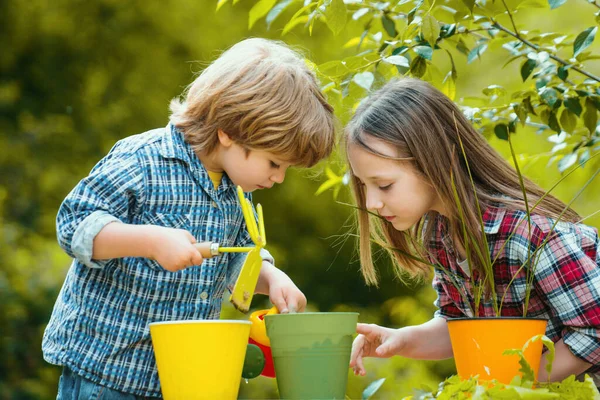 Brother Sister Grows Flowers Together Little Kids Work Yard Garden — Stock Photo, Image