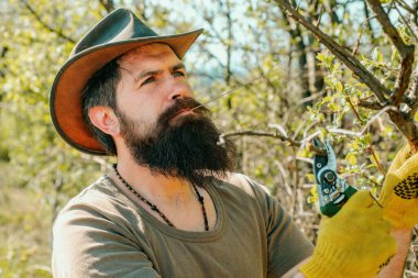 Bahçıvan grefti dalı. Çizim dalları. Profesyonel Bahçıvan İş Başında - Yakın plan portre