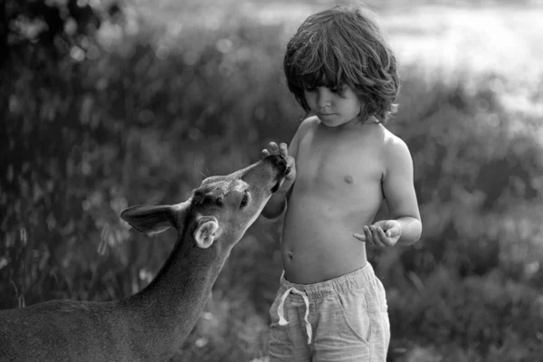 かわいい子供が森の中で赤ちゃんに餌をやる 公園で優雅な動物とかなりの少年 子供の適応 — ストック写真