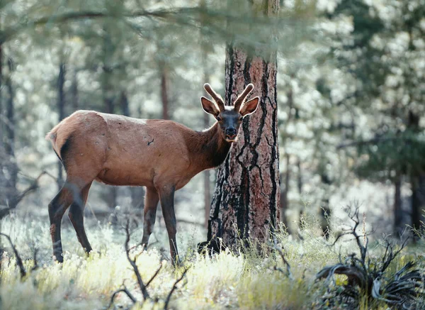 Buck Vida Silvestre Animales Del Bosque Ciervo Fawn Bambi Capreolus —  Fotos de Stock