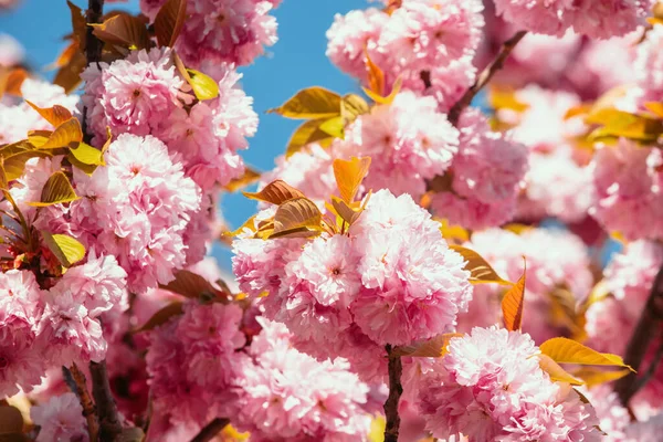 Φεστιβάλ Σακούρα Κεράσι Ανθισμένα Δέντρα Sakura Μοτίβο Ανοιξιάτικα Λουλούδια Κεράσι — Φωτογραφία Αρχείου