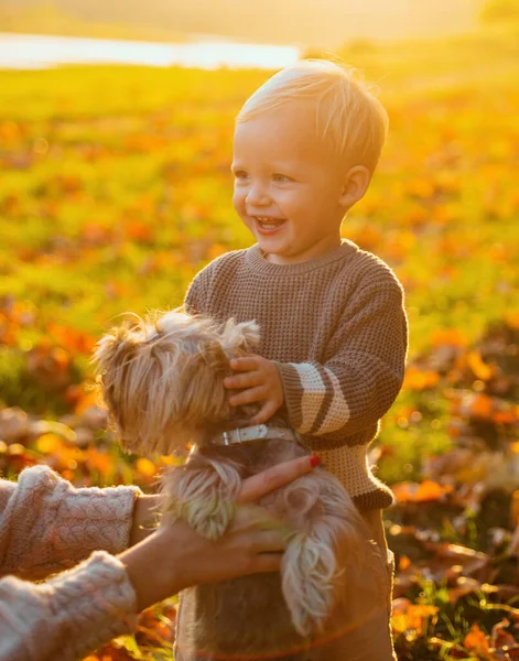 単純な幸せ幸せな子供時代甘い子供時代の思い出ヨークシャーテリア犬と子供の遊び 幼児の男の子は犬の友人と秋を楽しみます 犬と一緒に晴れた秋の日の散歩に小さな赤ちゃんの幼児 — ストック写真