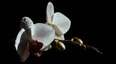 Spring banner, blossom background. Decorative flowers for home. Floral concept. Sweet home. Orchid flower