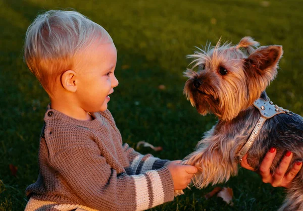 永遠の親友だ幸せな子供時代甘い子供時代の思い出ヨークシャーテリア犬と子供の遊び 幼児の男の子は犬の友人とレジャーを楽しむ 小さな赤ちゃんの幼児は犬と一緒に歩きます 真の友情 — ストック写真