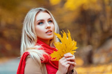 Sarışın ve melek güzelinin yakın portresi. Sonbahar kraliçesi parkta yürüyor. Düşen sarı yaprakları tutan çekici bir kadın. Parlak kırmızı örtülü ve sıcak eşarp takan kız