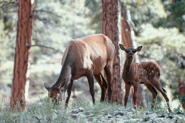 Animales Del Bosque Venado Fawn Bambi Capreolus Roedeer Beautiful Wildlife —  Fotos de Stock