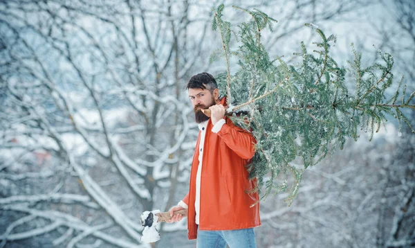 Sakallı Adam Noel Ağacını Kesiyor Ormanda Yeni Kesilmiş Noel Ağacıyla — Stok fotoğraf