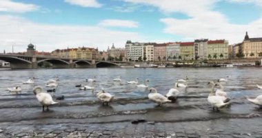 Prag merkezinin yukarıdan panoramik görüntüsü. Aerial Prag şehri. Prag şehrinden insansız hava aracı görüntüsü, şehrin üzerinden uçuş, üst manzara, Vltava Nehri, Charles Köprüsü, Prag, Çek Cumhuriyeti
