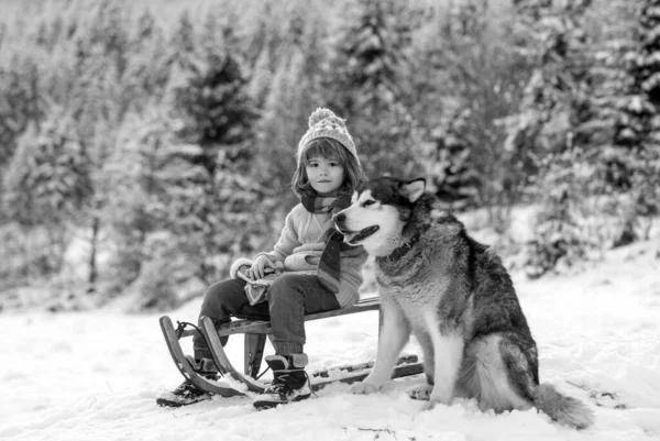 Fiú Kutyaszánnal Kint Télen Gyerekek Hóban — Stock Fotó