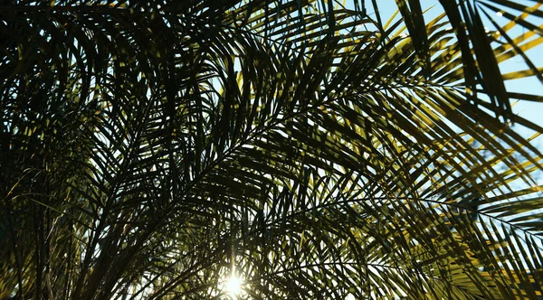 Palmer Blå Himmel Palm Vid Tropisk Kust Kokosnötsträd Med Tropiska — Stockfoto