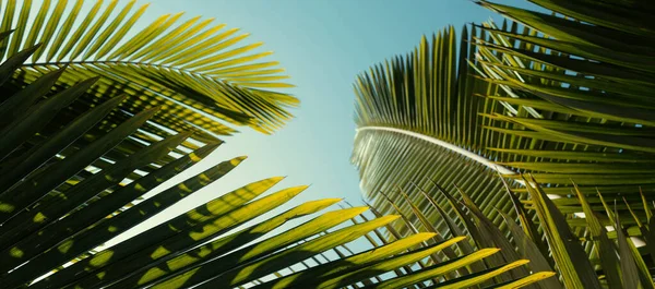 Palm Blad Struktur Palm Kokos Lövverk Natur Grön Bakgrund Tropisk — Stockfoto