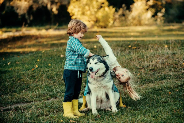 面白い子供たちの男の子と犬と女の子一緒に緑の丘の上を歩く 幼少期のコンセプト 犬と一緒に公園をハイキングする2人の子供のグループ 幸せな子供の頃 — ストック写真