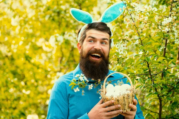 Funny man in rabbit costume hold easter eggs. Bearded man holding basket of Easter eggs