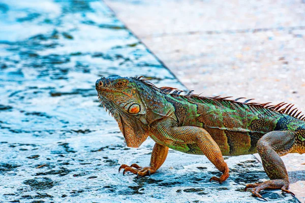 Iguana Reptil Exótico Dragón Salvaje Primer Plano Cabeza Una Iguana —  Fotos de Stock