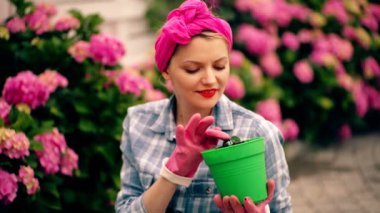 Attractive cute woman gardener in backyard cere hydrangea flowers. Potted plant