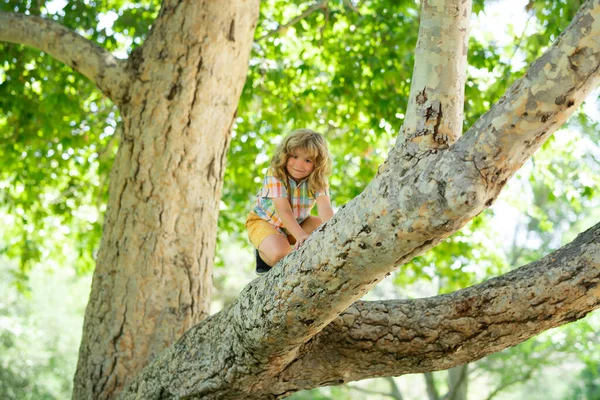 Enfant Étreignant Une Branche Arbre Petit Garçon Sur Une Branche — Photo