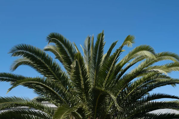 Coconut Palmer Grön Konsistens Bakgrund Tropiska Palm Kokosnötsträd Himlen Natur — Stockfoto