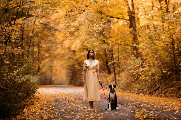 Rapariga Está Andar Com Cão Outono Quente Retrato Uma Mulher — Fotografia de Stock