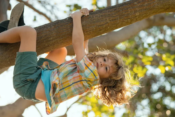 Criança Num Galho Árvore Criança Escalando Parque Atividades Aventura Meninos — Fotografia de Stock
