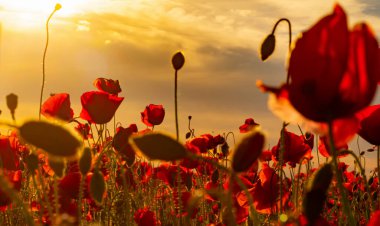 Anzak. Haşhaş tarlası, Anma Günü, Yeni Zelanda, Avustralya, Kanada ve İngiltere 'de Anma Günü. Kırmızı gelincikler. Anma ateşkesi günü, Anzak bayrağı. Anzac 'ı hatırlayın, tarihi savaş hafızası.