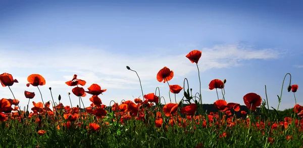 Anzac day banner. Remember for Anzac, Historic war memory. Anzac background. Poppy field, Remembrance day, Memorial in New Zealand, Australia, Canada and Great Britain. Red poppies