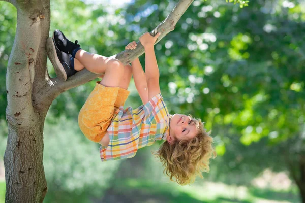 stock image Cute little kid boy enjoying climbing on tree on summer day. Cute child learning to climb, having fun in forest or park on sunny day. Happy time and childhood in nature