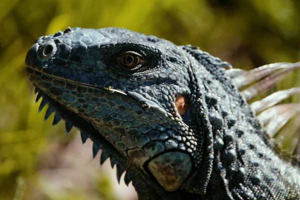 在南佛罗里达的阳光下晒太阳的绿鬣蜥蜥蜴的身体 亚马逊丛林动物 墨西哥 中美洲 加勒比 — 图库照片
