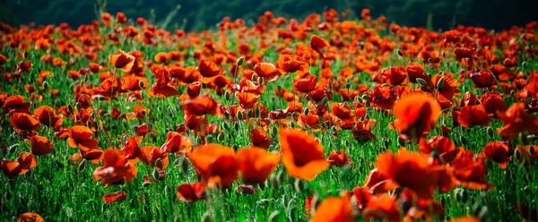 Anzac day banner. Remember for Anzac, Historic war memory. Anzac background. Poppy field, Remembrance day, Memorial in New Zealand, Australia, Canada and Great Britain. Red poppies