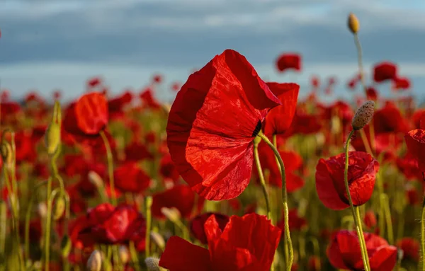 Red poppies. The remembrance poppy - poppy field. Flower for Remembrance Day, Memorial Day, Anzac Day in New Zealand, Australia, Canada and Great Britain. Meadow with flowers
