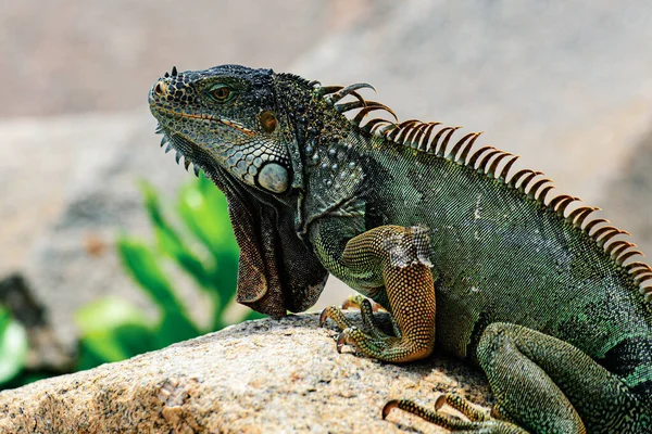 Iguana Dragon Nära Håll Viltreptil Florida Gröna Ödlor Leguan — Stockfoto