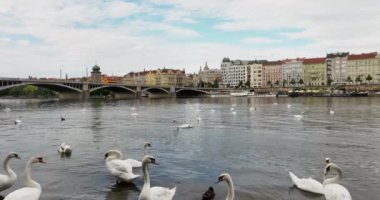 Panorama of Prague, aerial of the city, view from above on the cityscape of Prague. Flight over the Prague, old town. Swan in Prague. Swans on Vltava River, Czech Republic