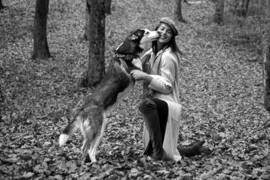 Hayvan eğitimi. Soylu köpek konsepti. En iyi arkadaşlar. Kız köpeğiyle yürümekten hoşlanıyor. Sibirya Husky 'sinin en sevdiği hayvan. Hayvan yetiştiriciliği. Güz ormanı köpeğiyle yürüyen güzel, şık bir kız..