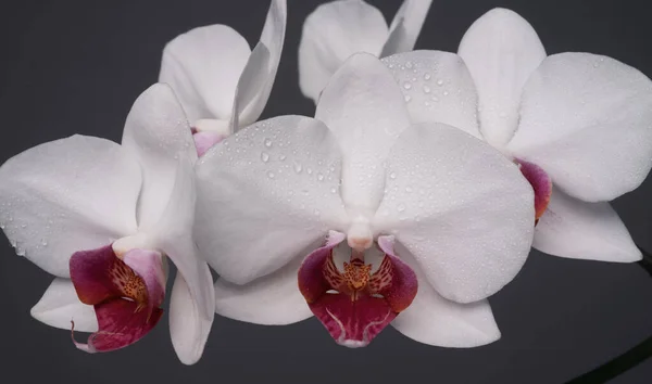 Koncepcja Kwiatowa Rośliny Storczyka Storczyki Kwitną Bliska Phalaenopsis — Zdjęcie stockowe