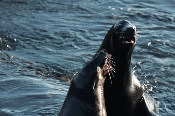 Sea Lion Fur Seal Colony Resting Stone — Stock Photo, Image