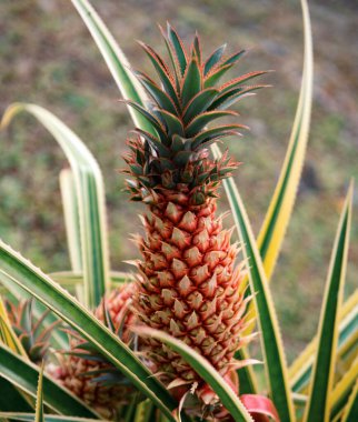 Tarlada ananas meyvesi. Tropik ananas meyvesi. Bahçede büyüyen ananas tropikal meyvesi