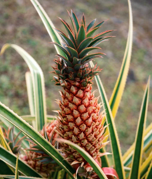 Pineapple Fruit Plantation Tropical Pineapple Fruit Pineapple Tropical Fruit Growing — Stock Photo, Image