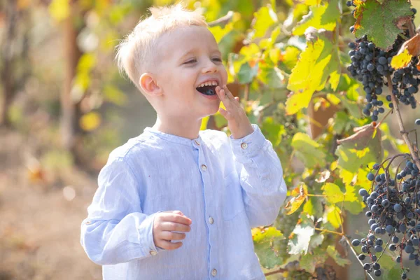 ブドウ畑で熟した緑のブドウを収穫する子供農家 ワイン農場でブドウを摘んでいる幸せな若い子供たち 農業用ブドウ農場 甘い子供時代 — ストック写真