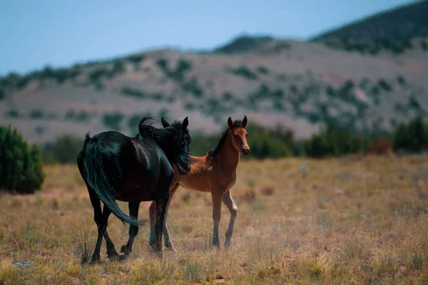 Wild Horses Herd Horses Field Horses American Countryside National Park — Stock Photo, Image
