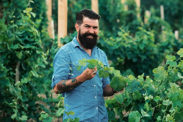 Man Picking Wine Grapes Vine Vineyard Harvest Grapes Fields Vineyards — Stock Photo, Image