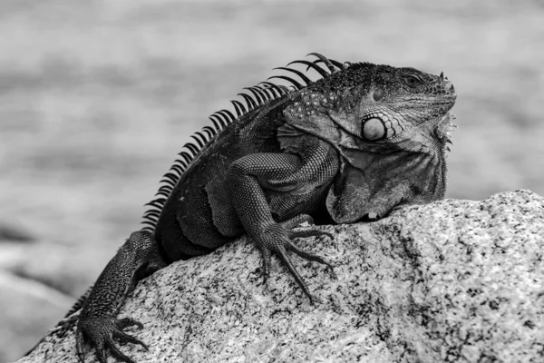 Σαύρας Iguana Μια Σπηλιά Όπου Ζουν Σαύρες Δράκο Ιγκουάνα — Φωτογραφία Αρχείου