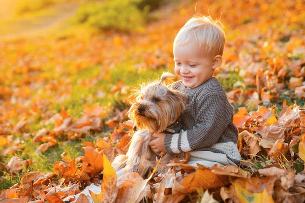 简单的快乐孩子们和约克郡的小狗玩耍 小男孩和他的狗朋友一起享受秋天 秋天阳光灿烂的日子里 小孩子和狗一起散步 快乐的童年甜蜜的童年回忆 — 图库照片