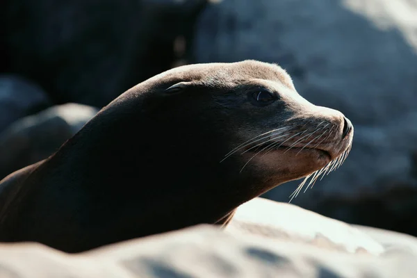 Fur Seal Sand Portrait Cape Fur Seals Wildlife Concept Sea — Stock Photo, Image