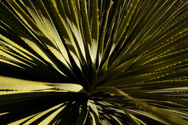 アガベサボテン サボテンの背景 サボテンのデザインやサボテンの葉のパターン — ストック写真
