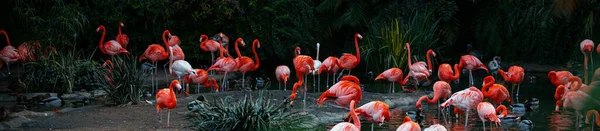 Beautiful Pink Flamingo Flock Pink Flamingos Pond Flamingos Flamingoes Type — Stock Photo, Image