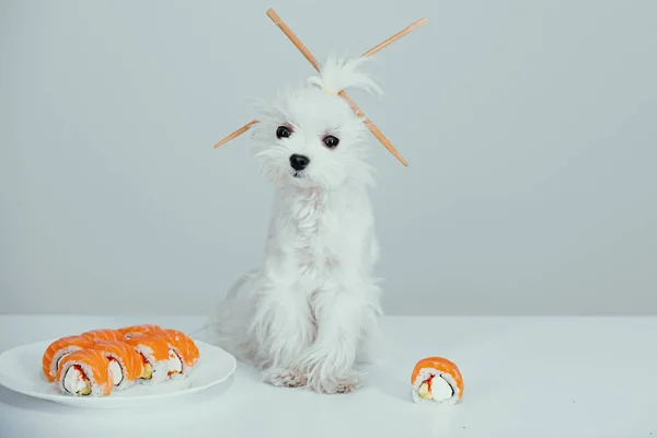 Lustiger Hund Mit Sushi Rollen Sashimi Sushi Welpe Mit Essstäbchen — Stockfoto
