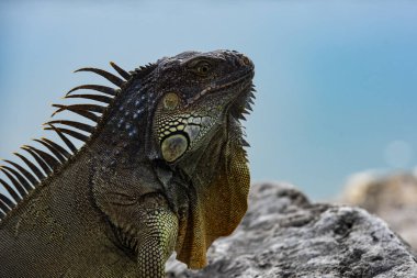 Cins kertenkelesi. Hayvanlar kertenkele iguanası. İguana sürüngeni, egzotik vahşi ejderha.