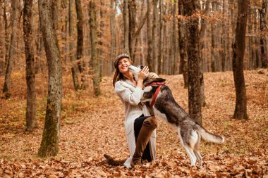 Koşulsuz sevgi. Kız husky köpek ile yürümek keyfini çıkarın. Sibirya husky favori evcil hayvan. Hayvancılık. Kız oldukça şık kadın husky köpek sonbahar ormanı ile yürüyüş. Soyağacı köpek konsepti. En iyi dostlar.