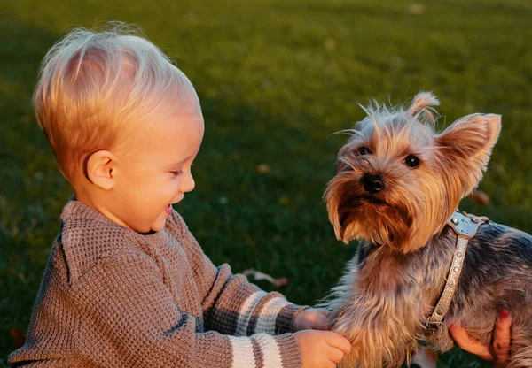 単純な幸せ幼児の男の子は犬の友人と秋を楽しみます 晴れた秋の日に犬と一緒に散歩小さな赤ちゃんの幼児 幸せな子供時代甘い子供時代の思い出ヨークシャーテリア犬との子供遊び — ストック写真