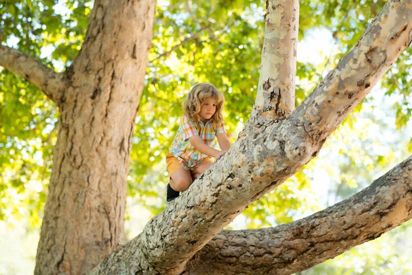 Kid Boy Playing Climbing Tree Hanging Branch — Photo